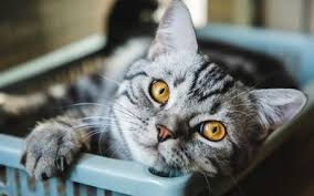 These parasites can live in the wall of your cat's intestines. Symptoms Treatments Of Common Cat Diseases