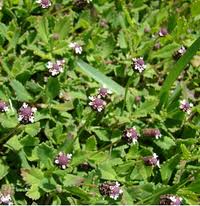 Image result for Lippia oatesii