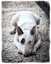 Bull Terrier By Pdimitris On 500px Bull Terrier English Bull Terriers English Bull