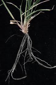 Image result for Eragrostis arenicola