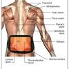 Below you'll see diagrams along with the names of the back muscles that may be the cause of your pain. 1