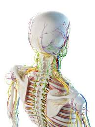 Check spelling or type a new query. Male Head And Neck Anatomy Digital Illustration Vascular Graphic Stock Photo 308615538