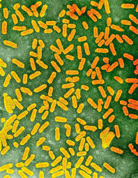 Image result for Alfalfa mosaic virus