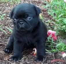 The pug puppies you will see here are some of the best examples of their breed. Pug For Sale In Nj Petswall
