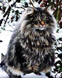 The less common name for the animal in norwegian, fjellfross, meaning mountain cat, is thought to have worked its way into german as vielfraß,72 which means glutton (literally devours much). Black Norwegian Forest Cat Price Novocom Top