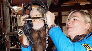 Nordstetten · Pferdesport: Anspannen für Anfänger