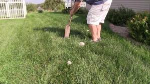 Un protocole très strict, validé par l'expert de la société spécialisée qui suit la pelouse depuis sa pose, a été immédiatement mis en oeuvre. Comment Se Debarrasser Des Champignons De Gazon Minutefacile Com