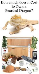 The size guide you saw above are meant for 1 for example, placing a young growing bearded dragon into a small cage will prevent it from growing. 190 I Bearded Dragon Ideas In 2021 Bearded Dragon Bearded Dragon Care Bearded Dragon Cute
