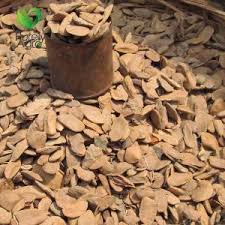 Image result for Hunteria umbellata