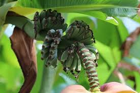 Bananenpflanze Pflege Der Banane Uberwintern Und Dungen Gartendialog De Bananenpflanze Pflanzen Gartenpflanzen