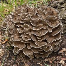 Hen Of The Woods Maitake Mushroom Liquid Culture Syringe Etsy Stuffed Mushrooms Maitake Mushroom Tree Mushrooms