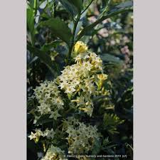 Image result for Cestrum parqui