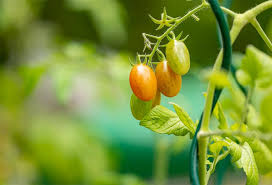 Pensez dès la plantation à tuteurer les pieds de tomates. 6 Facons De Tuteurer Ses Tomates Gamm Vert