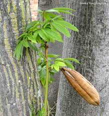 Image result for Ceiba pentandra