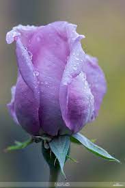 R Mehrotra Veteran On Twitter Purple Flowers Lilac Roses Beautiful Roses