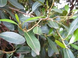 Image result for Apodytes