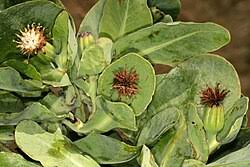 Image result for Lopholaena dolichopappa