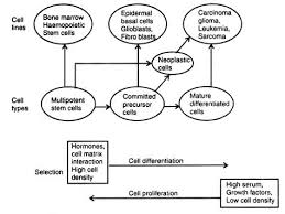 Examine culture for contamination, remove medium, rinse with pbs to remove serum, add trypsin, incubate at 37°c, add culture medium containing serum, centrifuge cells, pour away. Establishment Of Cell Cultures Animal Biotech