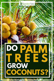 We did not find results for: Do Palm Trees Grow Coconuts Garden Tabs