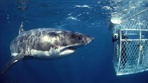 Manchmal machen die kadaver verendeter großwale sogar einen großteil seiner nahrung aus. Weisser Hai Steckbrief Des Gefurchteten Raubers