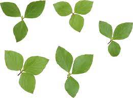 Green Leaves Leaves Green Leaves Plant Leaves