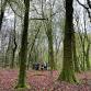 Autumn Forest Bathing - The Changing Seasons event image