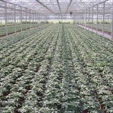 Der hartmann garten vergleich hat erkannt, dass das verhältnis von preis und leistung des genannten produktes die redaktion außerordentlich überzeugt hat. Hartmann Gartenbau Gmbh Co Kg Gartnersiedlung Rain Gmbh