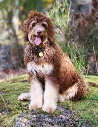 This Adorable Hybrid First Came Into Existence At Swissridge Kennels In 2013 A Beautiful Chocolate Golden Bernedoodle Bernedoodle Puppy Chocolate Goldendoodle