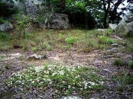 Image result for Leptactina benguelensis