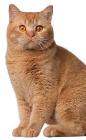 American Shorthair American Shorthair Cat Cat Breeds American Shorthair