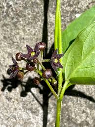 Image result for Vincetoxicum