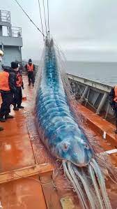 Ai Large Sea Creature | TikTok