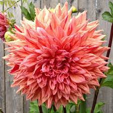 Big Dahlias Color Magic Large Dahlia Tubers Dahlia Flower Purple Dahlia Dahlia
