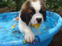 Pin By Katie Henricks Hayley On Doggone That S Cute St Bernard Dogs St Bernard Puppy Bernard Dog