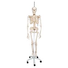 A true and totally 3d free app for learning human anatomy with position quiz, built on an advanced interactive 3d touch interface. Flexible Skeleton Flexible Human Skeleton Model Phil Natural Movement