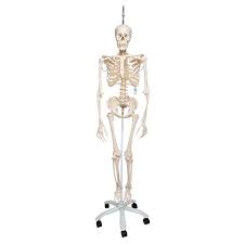 The bones of the upper limb. Flexible Skeleton Flexible Human Skeleton Model Phil Natural Movement