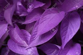 Dec 2 2019 house plants with leaves as beautiful as flowers. Dark Purple Violet Nature Of Devil S Ivy Golden Pothos Hunter S Robe Stock Photo Picture And Royalty Free Image Image 139294701