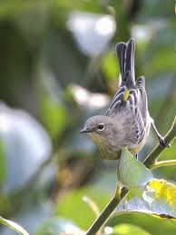 Yellow Rumped Warbler Beautiful Birds Pretty Birds Birds And The Bees