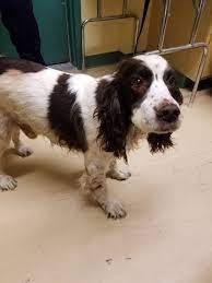 Humane Society Waterville Area Like This Page 6 Hrs This Dog Came Into Us As A Stray From Main St Pittsfield Losing A Dog Losing A Pet Humane Society