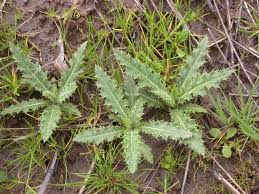 This is my simple way of removing the weeds in my yard! Seven Common Colorado Weeds In Your Garden Urban Farm Colorado