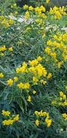 Image result for Senna floribunda