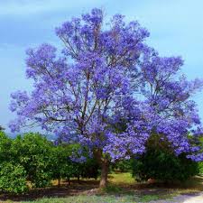 We did not find results for: 20 Blue Jacaranda Tree Seed Fern Tree Brazilian Rose Wood Green Ebony Seeds India Wood Retrowood Presentation Aliexpress
