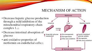 Metformin Mechanism Of Action Google Search Metformin Metabolism Fatty Acids