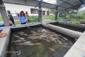 Ingin Budi Daya Ikan Nila Baiknya Perhatikan Tiga Unsur Berikut Madiuntoday