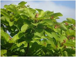 Image result for Carpodiptera africana