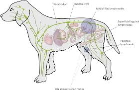 Check spelling or type a new query. Plos One Identification Of Intra Abdominal Lymphatics In Canine Carcasses By Laparoscopic Fluorescence Lymphography With Intradermal And Intrapopliteal Icg Administration