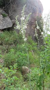 Image result for Chlorophytum krookianum