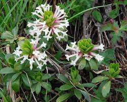 Image result for Thymelaeaceae