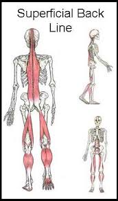 Superficial Back Line Massage Therapy Myofascial Craniosacral Therapy