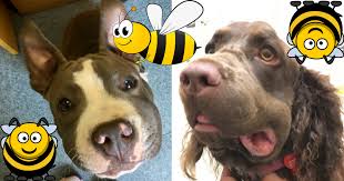 Help A Bee Just Stung My Dog Bee Dog Dog Bee Sting Dogs